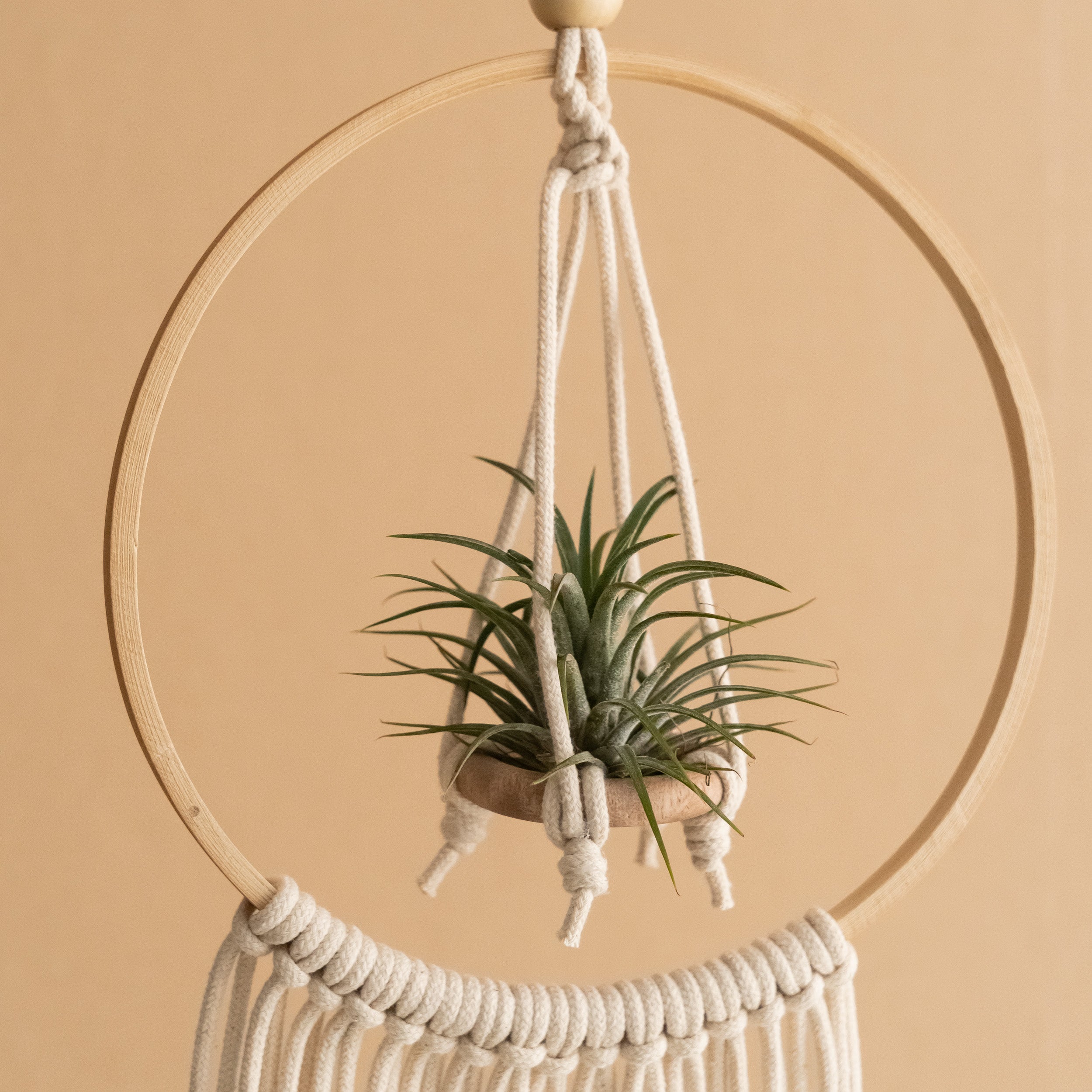Macrame Air Plant Hanger - Cotton Cord Boho Wall Hanging Décor I88