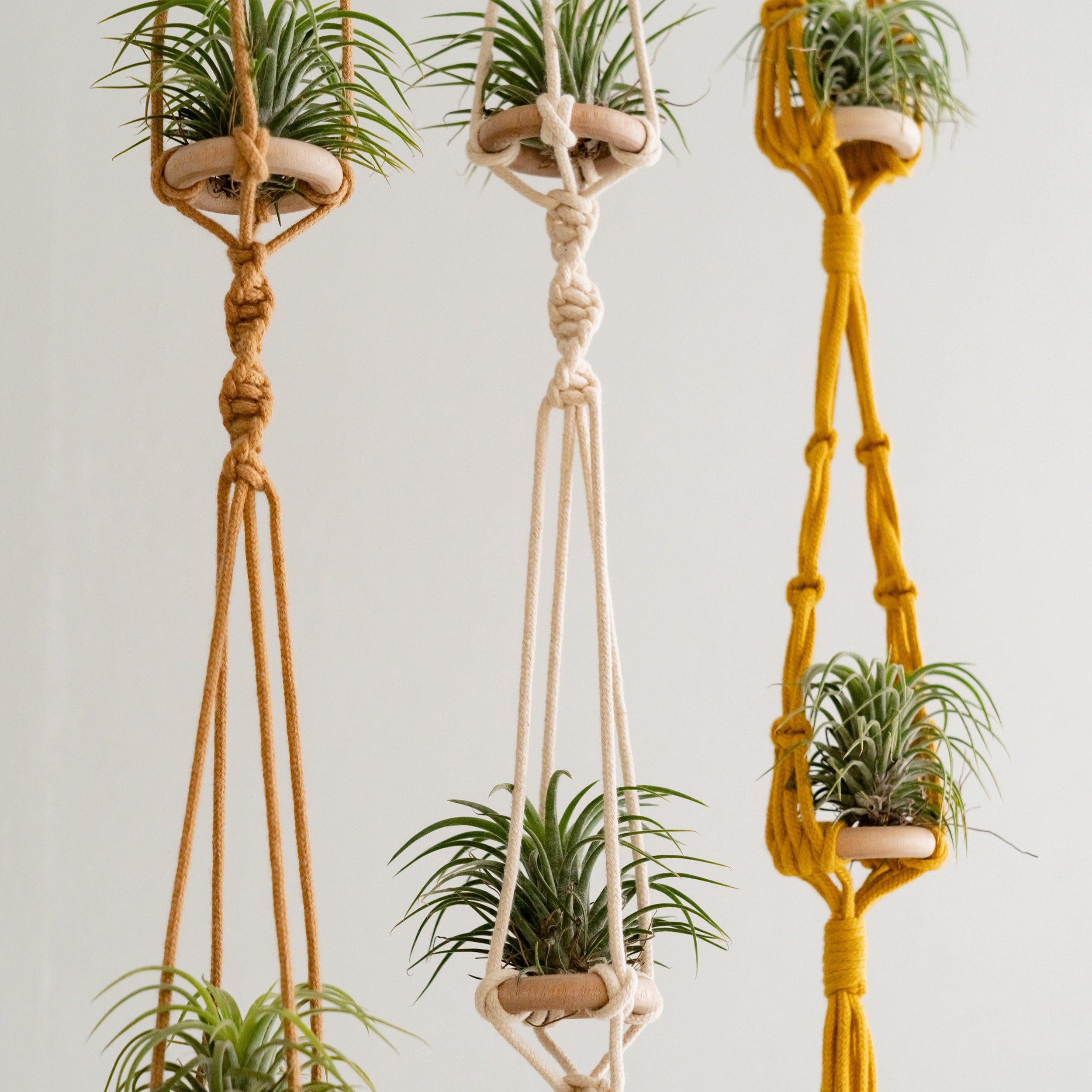 Macrame Air Plant Hanger – Cotton Minimalist Boho Wall Display I79